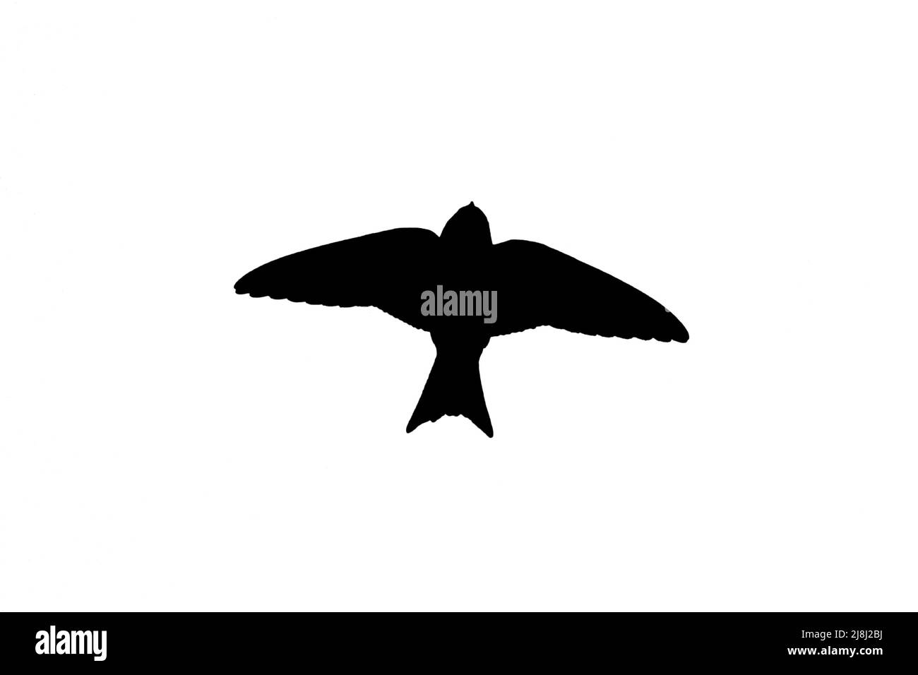 Silhouette of common house martin (Delichon urbicum) in flight outlined against white background to show wings, head and tail shapes Stock Photo