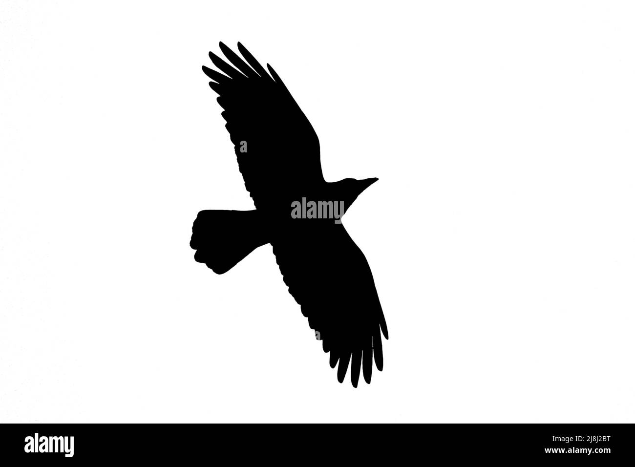 Silhouette of rook (Corvus frugilegus) in flight outlined against white background to show wings, head and tail shapes Stock Photo