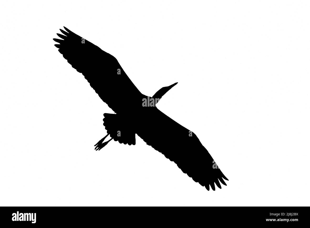 Silhouette of grey heron / gray heron (Ardea cinerea) in flight outlined against white background to show wings, head and tail shapes Stock Photo