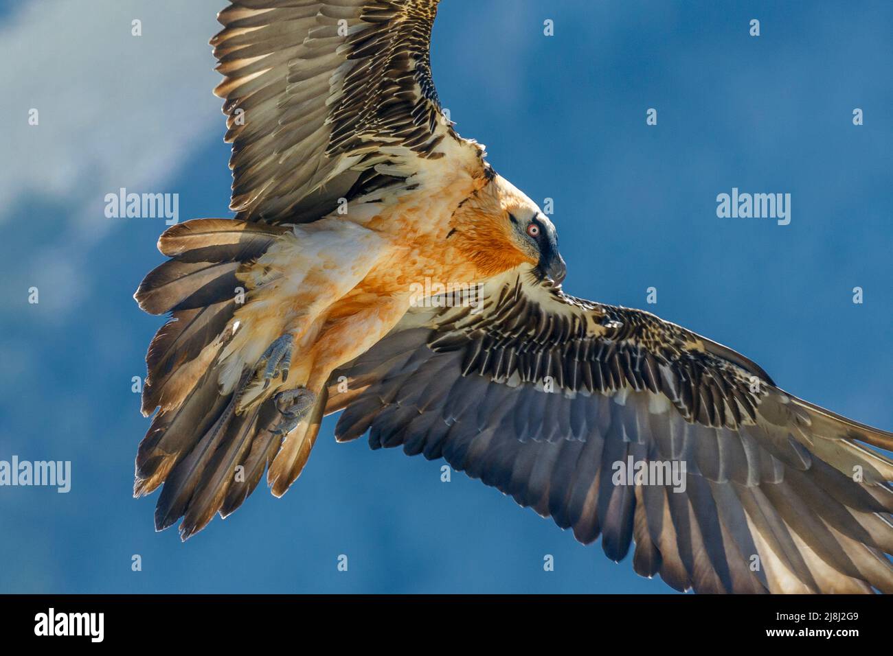 Bearded vulture, Gypaetus barbatus, landing at Ordesa and monte perdido national park, Huesca Province, Aragon, Pyrenees, Spain Stock Photo