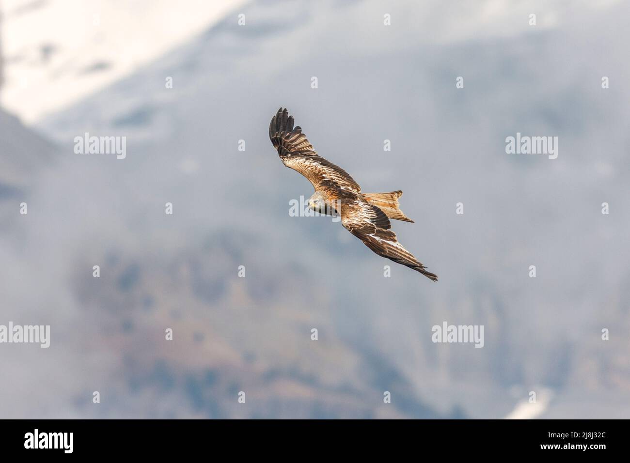 Red kite, Milvus milvus, in flight at Ordesa and monte perdido national park, Huesca Province, Aragon, Pyrenees, Spain Stock Photo