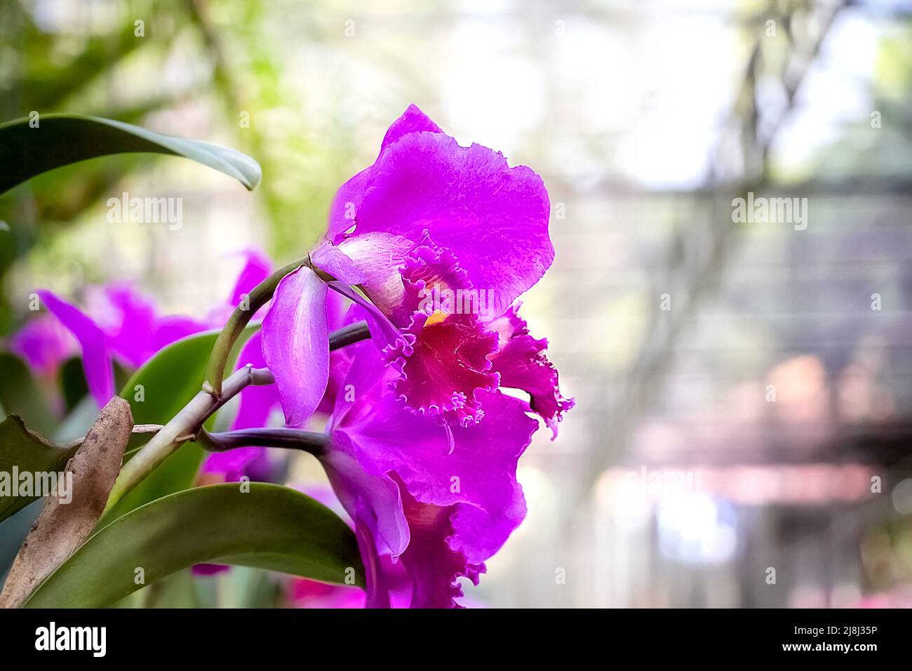 A branch of a bright pink orchid in the orchid garden (botanical garden). Close-up. Phalaenopsis Flower.  Selective focus. Blurred background. Stock Photo