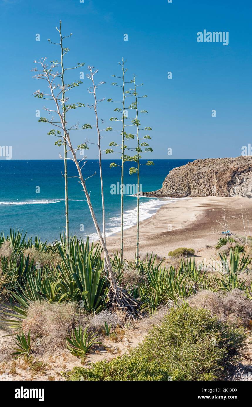 Flowering agaves at Barronal beach, Cabo de Gata natural park, Andalusia, Spain Stock Photo