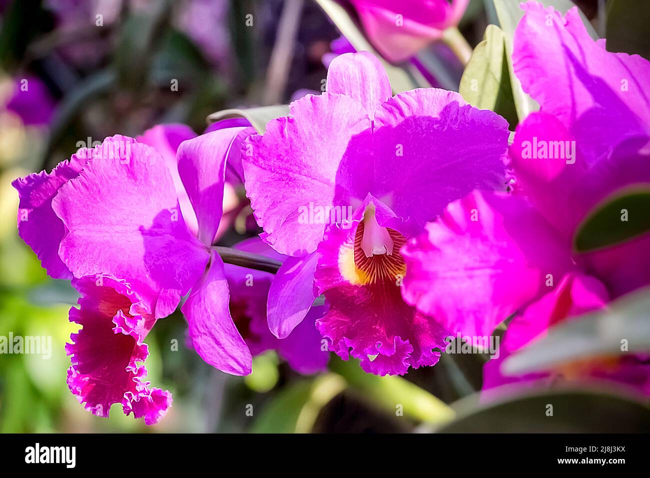 A branch of a bright pink orchid in the orchid garden (botanical garden). Close-up. Phalaenopsis Flower.  Selective focus. Blurred background. Stock Photo