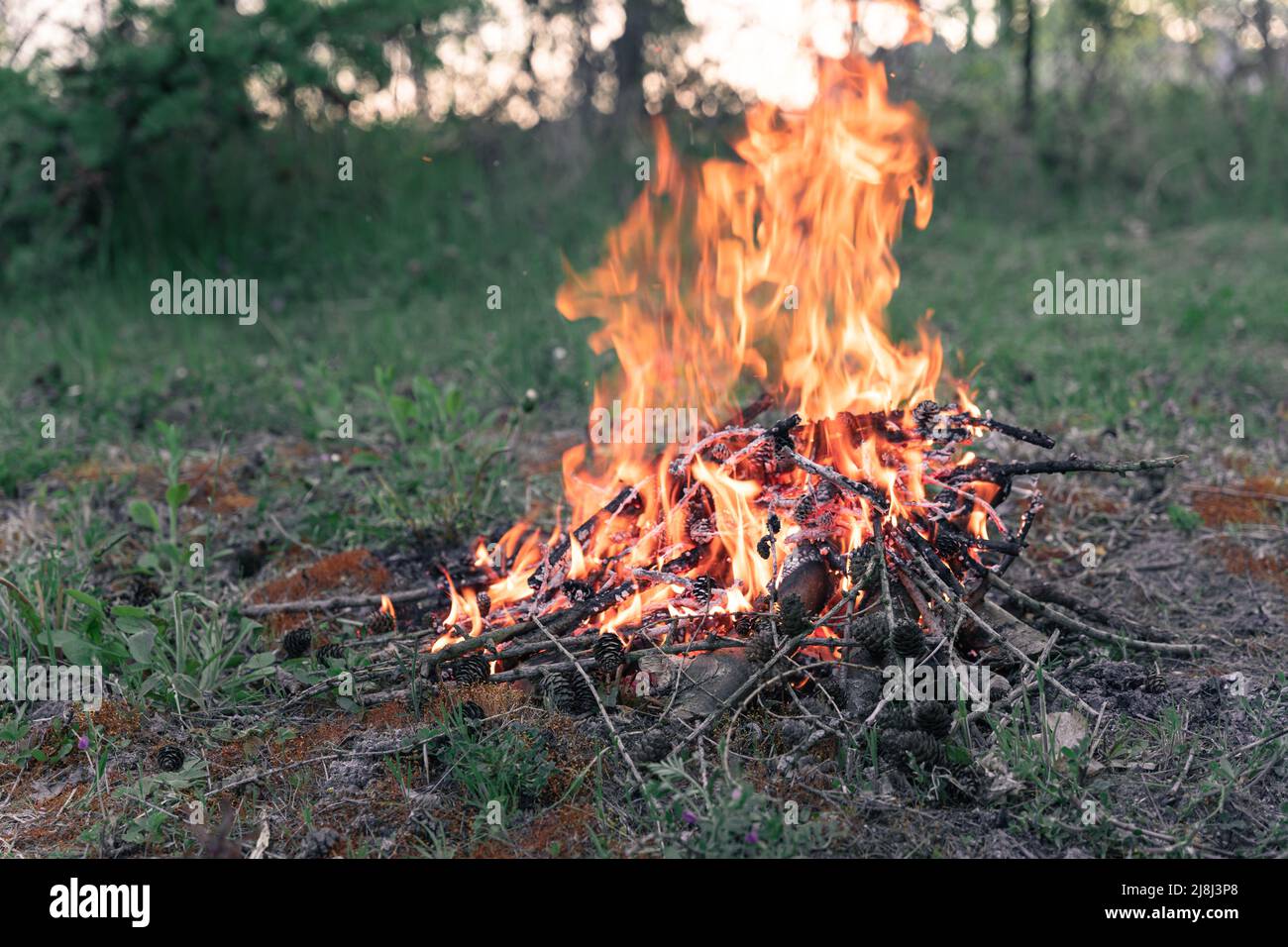 Fire burning in the woods at sunset. Camp in a forest clearing Stock ...
