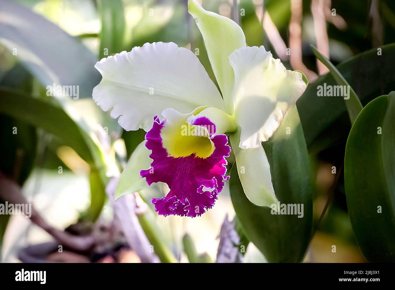 Unusual flower pots hi-res stock photography and images - Alamy