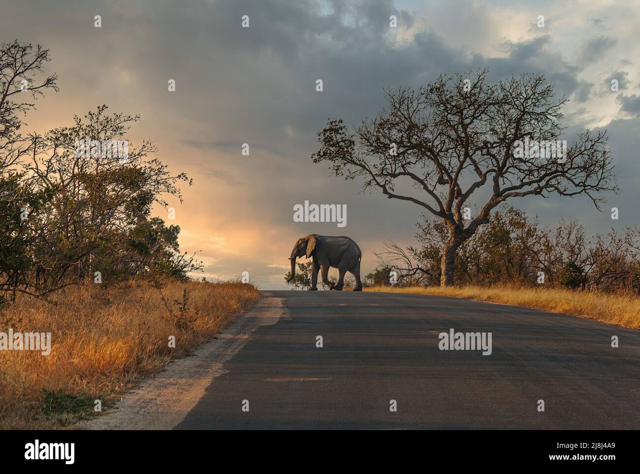 Kruger National Park: Elefant Crossing The Road Stock Photo