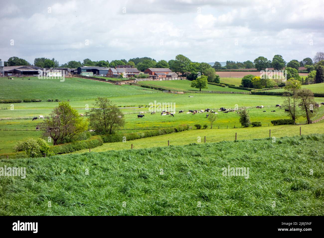 Herd of dairy cows cattle in  the rolling Cheshire farmland  countryside landscape Sandbach England UK Stock Photo
