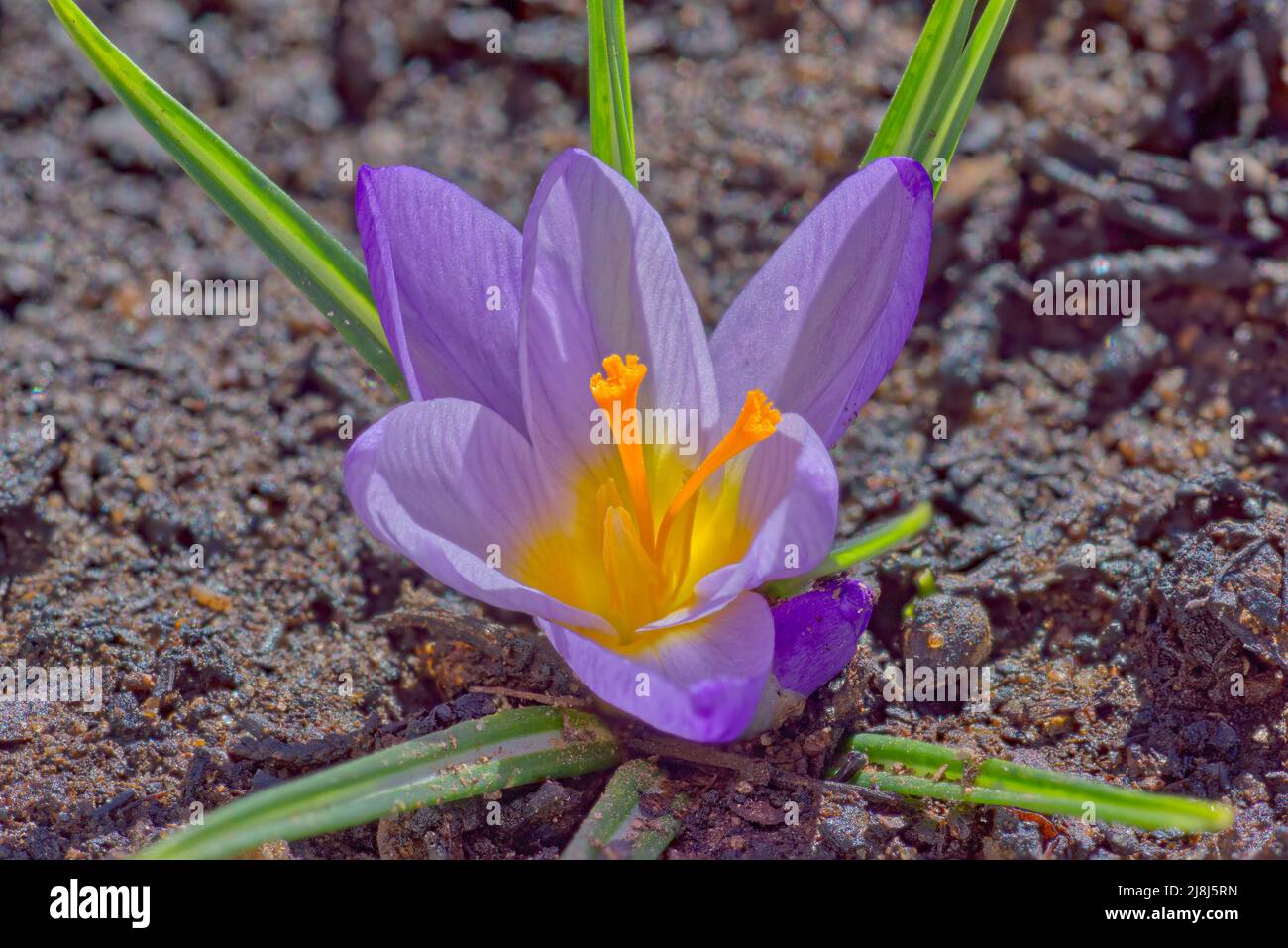 The purple flower of the Crocus Iridaceae. A perennial plant that grows
