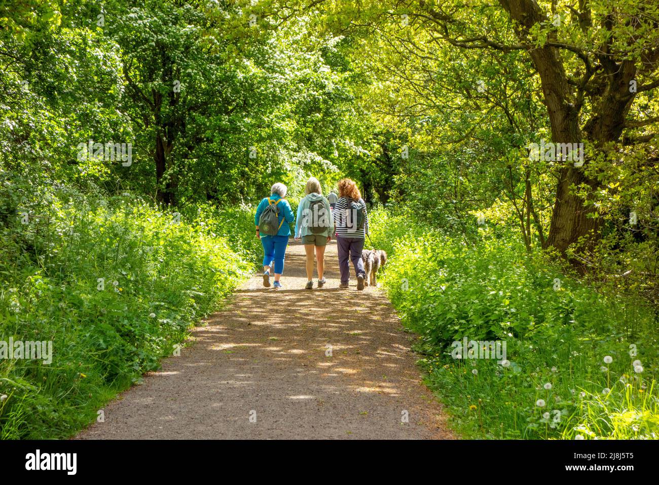 People  walking on the former Sandbach to Stoke railway line lost in the Beeching cuts but now used  as the rail trail or the Salt Line way Stock Photo