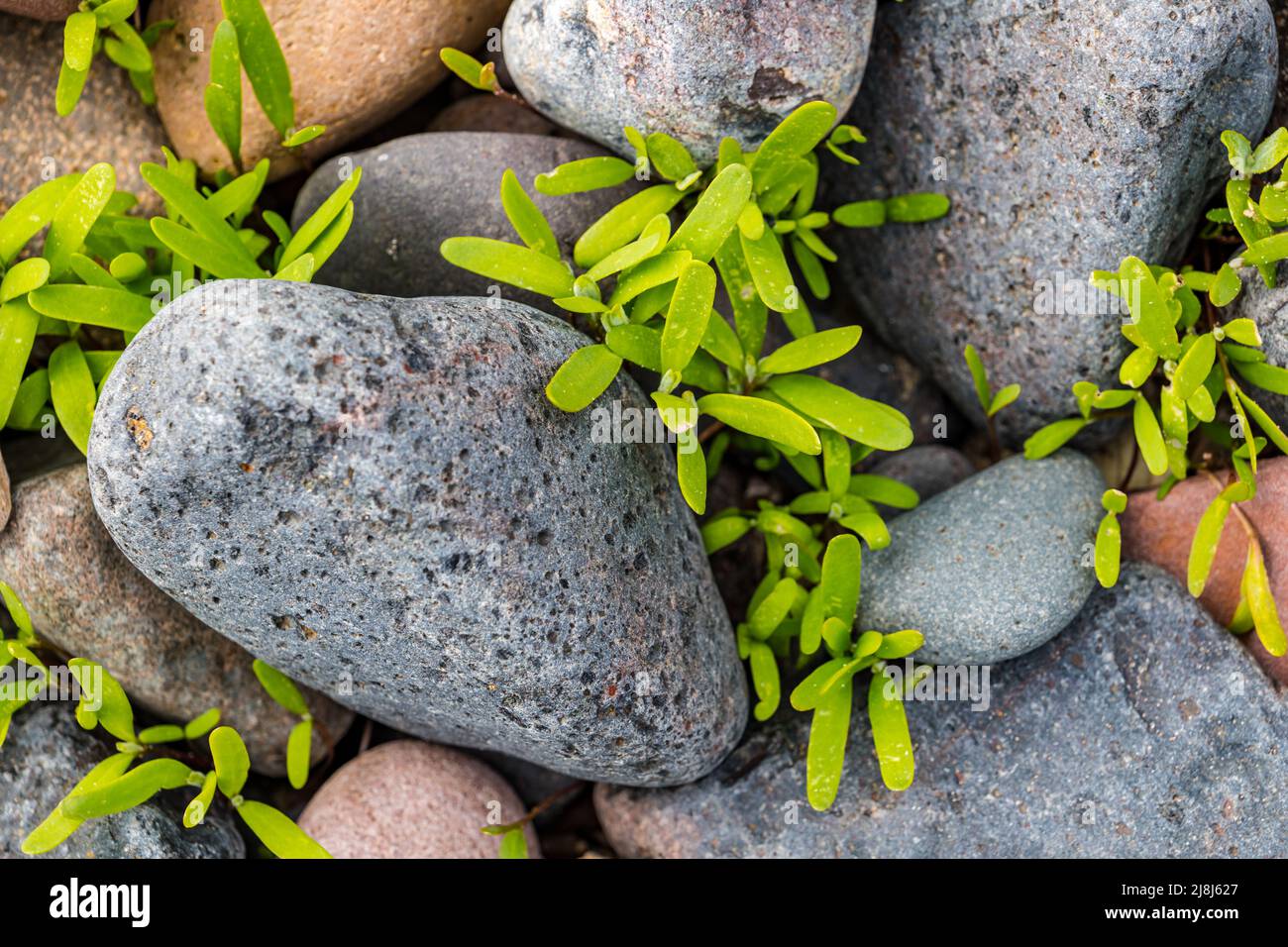 Close up of sea purslane (Sesuvium portulacastrum) growing in rocks which can be foraged and used in cooking, Scotland, UK Stock Photo