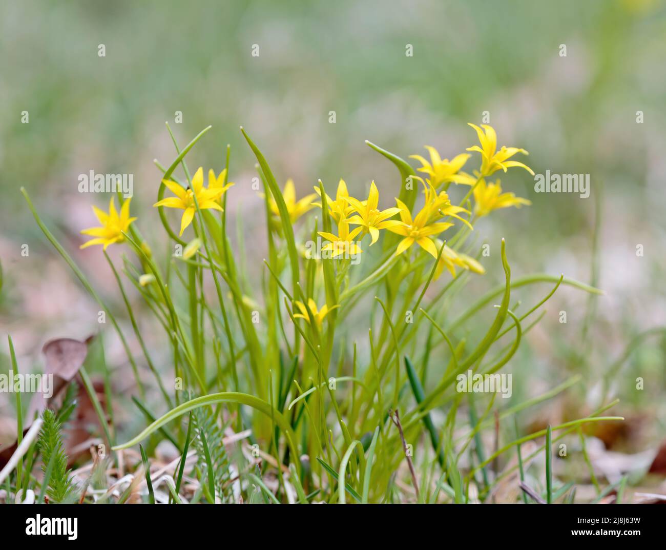 Gagea minima flowers blooming on a spring day Stock Photo