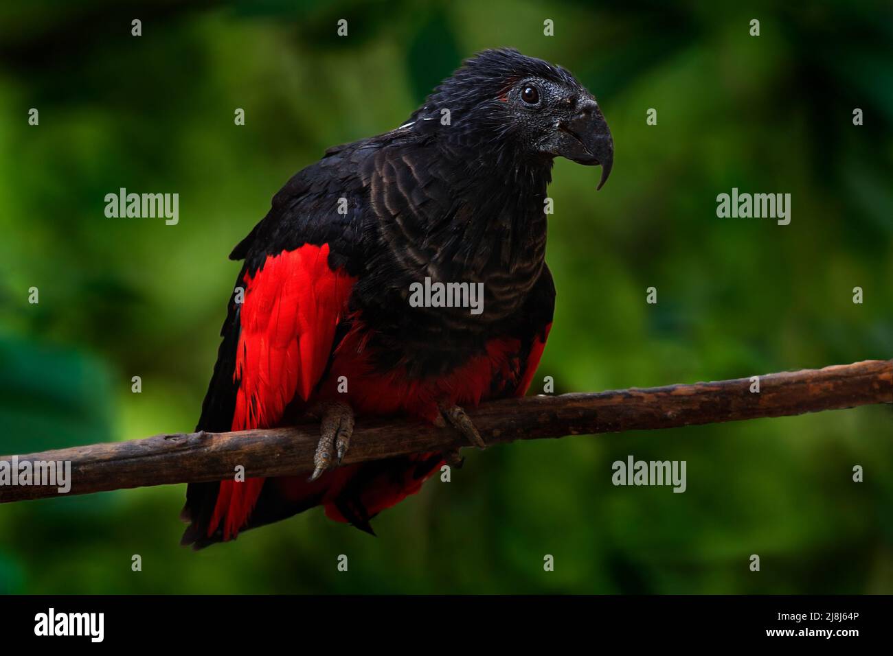 Pesquet´s parrot, Psittrichas fulgidus, rare bird from New Guinea. ugly red and black parrot in the nature habitat, dark green forest. Wildlife scene Stock Photo