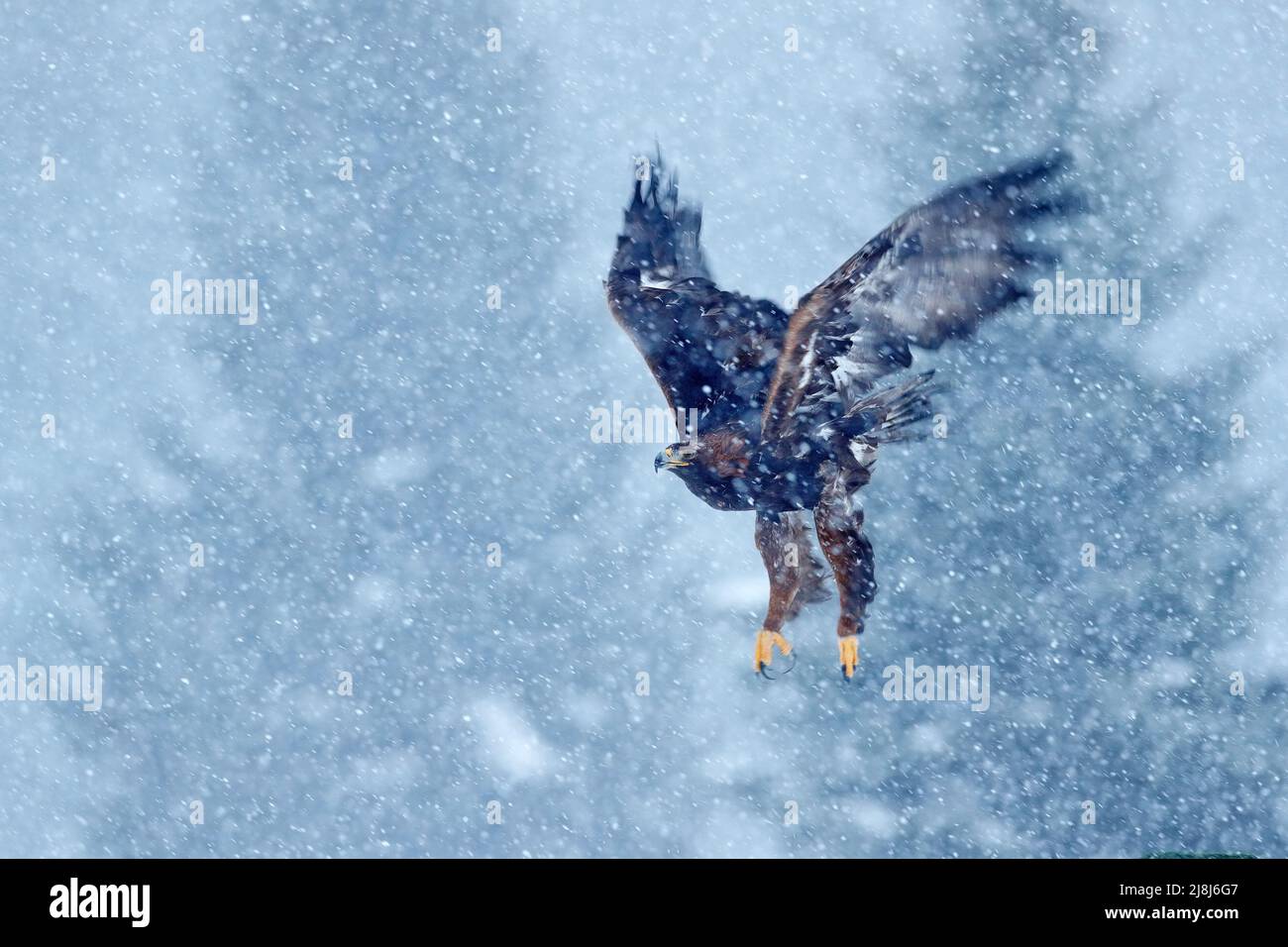 Snow winter with eagle. Bird of prey White-tailed Eagle, Haliaeetus albicilla, flying with snow flake, dark forest in background. Wildlife scene from Stock Photo