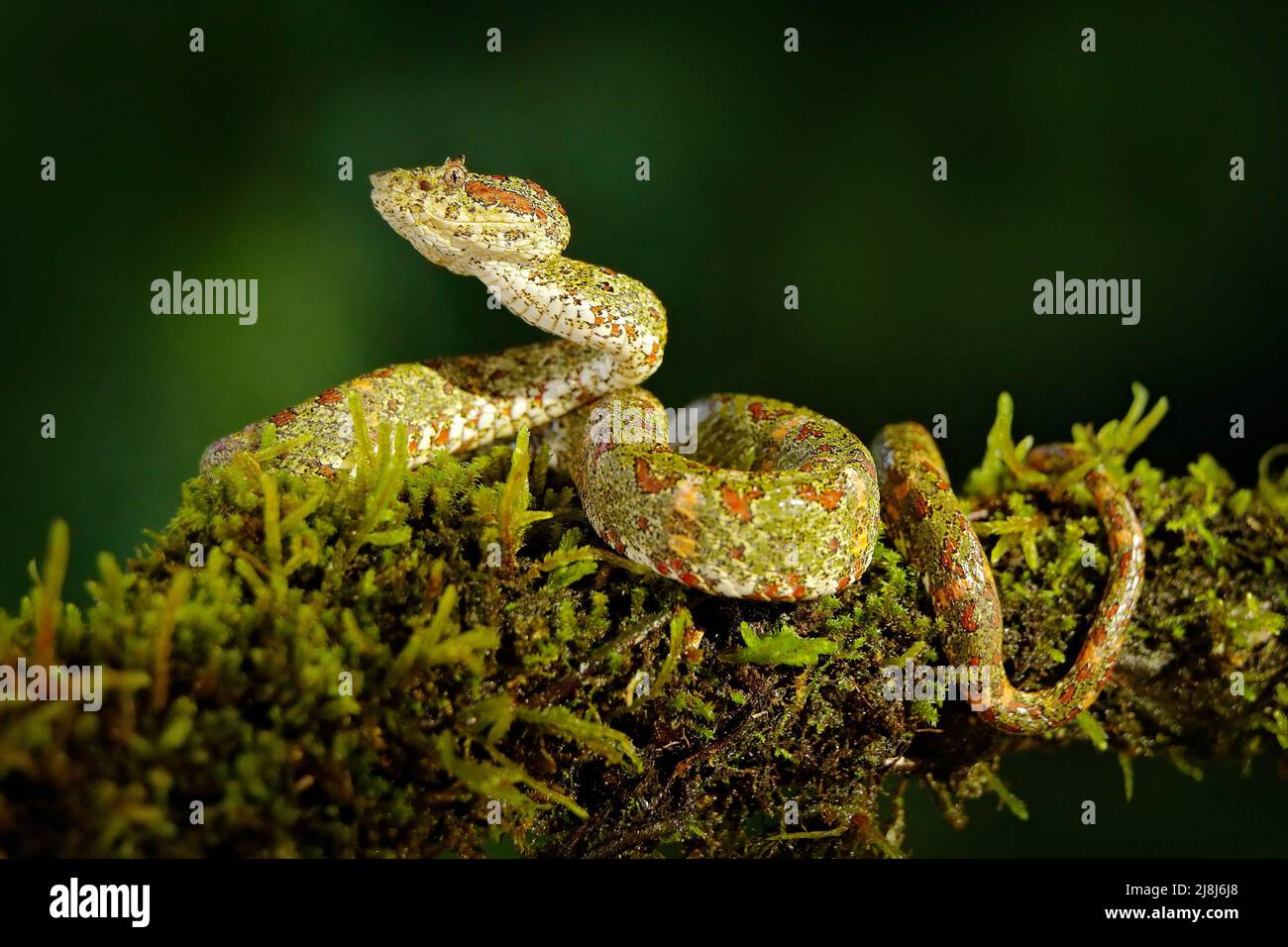 Dangerous snake in the nature habitat. Eyelash Palm Pitviper ...