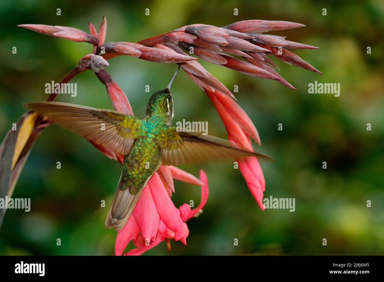Magnificent Hummingbird, Eugenes fulgens, nice hummingbird, flying next to beautiful red flower with ping flowers in the background, Savegre, Costa Ri Stock Photo
