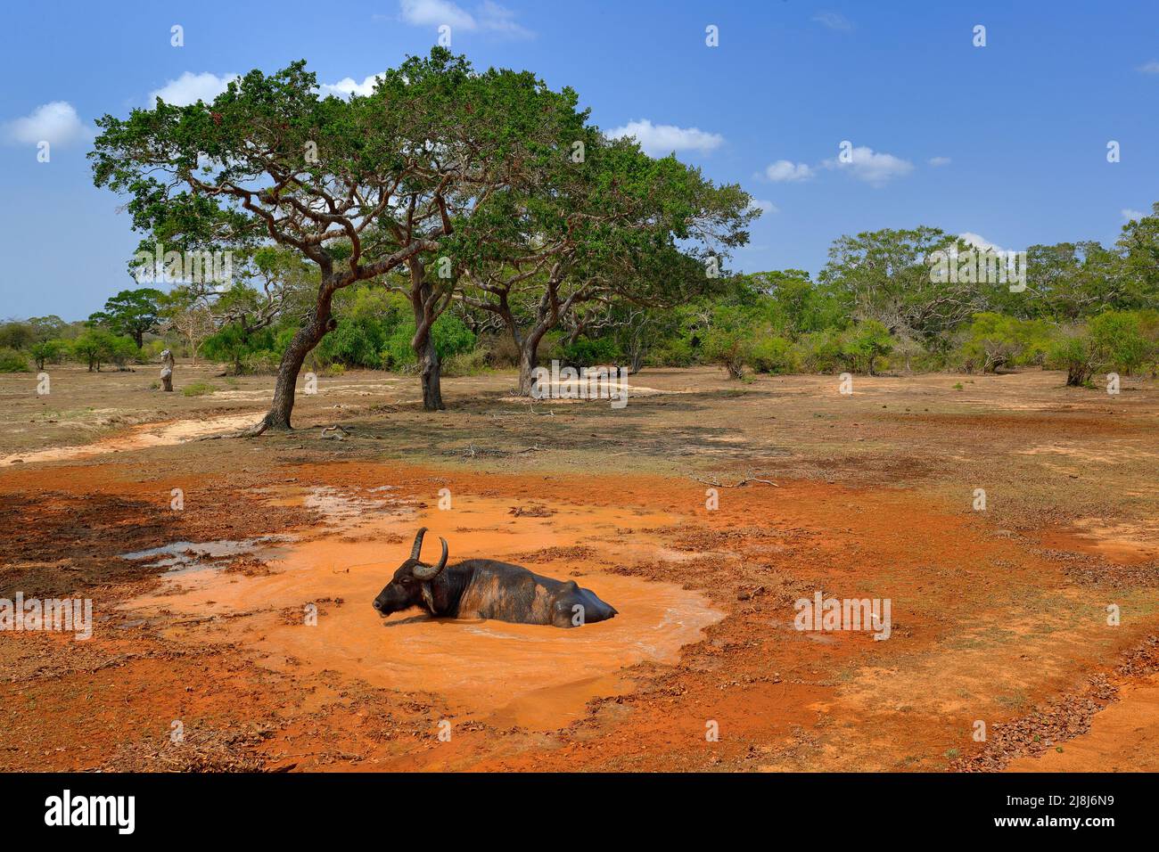 Asian water buffalo, Bubalus bubalis, in orange water pond. Wildlife scene, summer day with blue