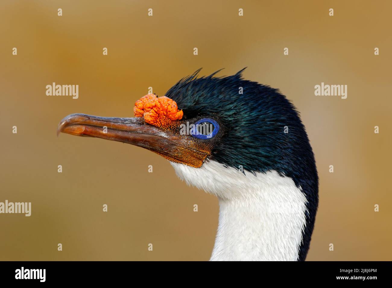 Detail portrait of Imperial Shag, Phalacrocorax atriceps, black and white cormorant with blue eyea from Falkland Islands Stock Photo