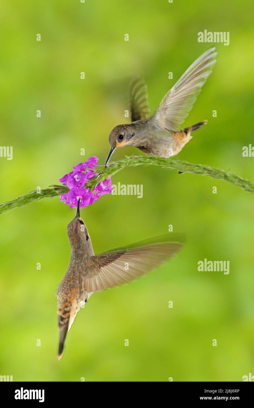 Two bird with pink flower. Hummingbird Brown Violet-ear, Colibri delphinae, bird flying next to beautiful violet bloom, nice flowered green background Stock Photo