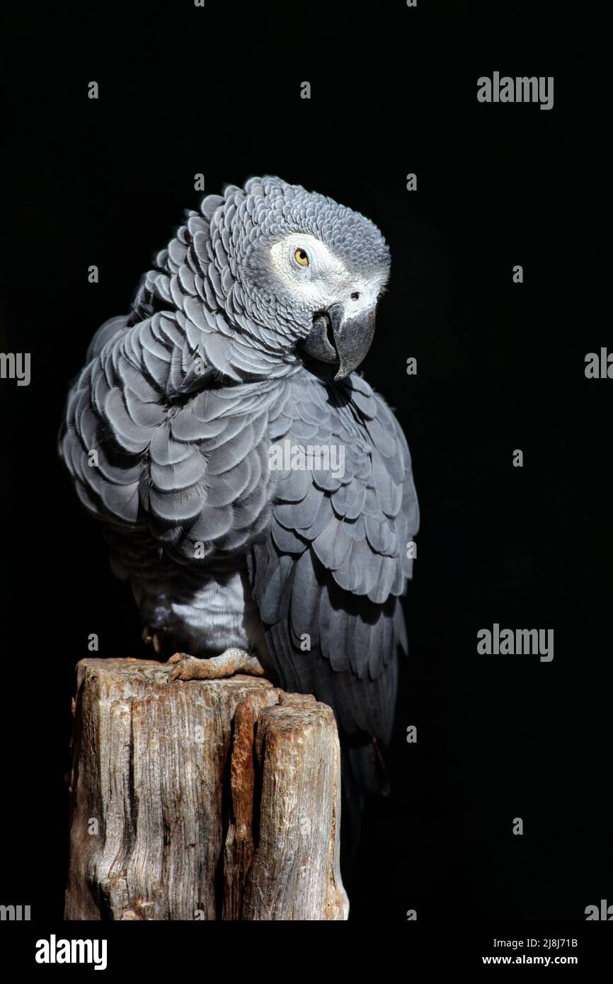 African Grey Parrot, Psittacus erithacus, sitting on the branch. Parrot from Gabon, Africa. Wildlife scene from nature. Parrot in the green tropic for Stock Photo