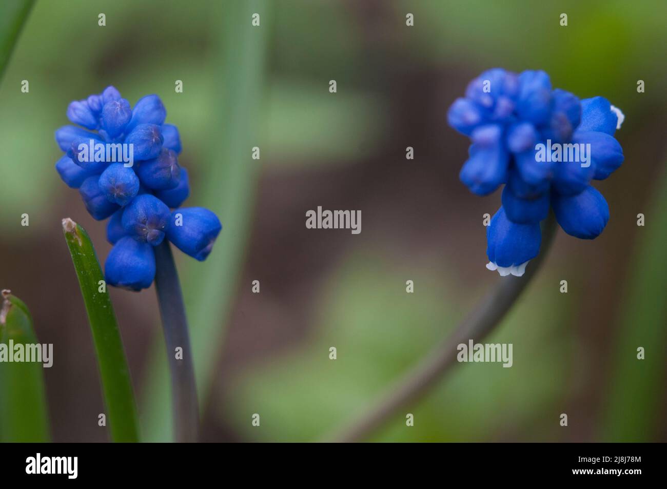 Flowering Viper Onion, or Mouse Hyacinth (Muscari) Stock Photo
