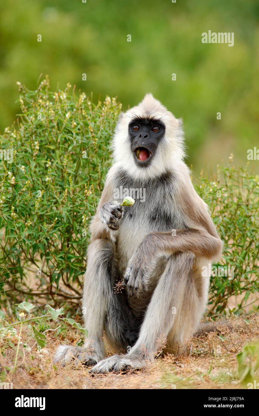 Wildlife of Sri Lanka. Animal with open muzzle. Common Langur