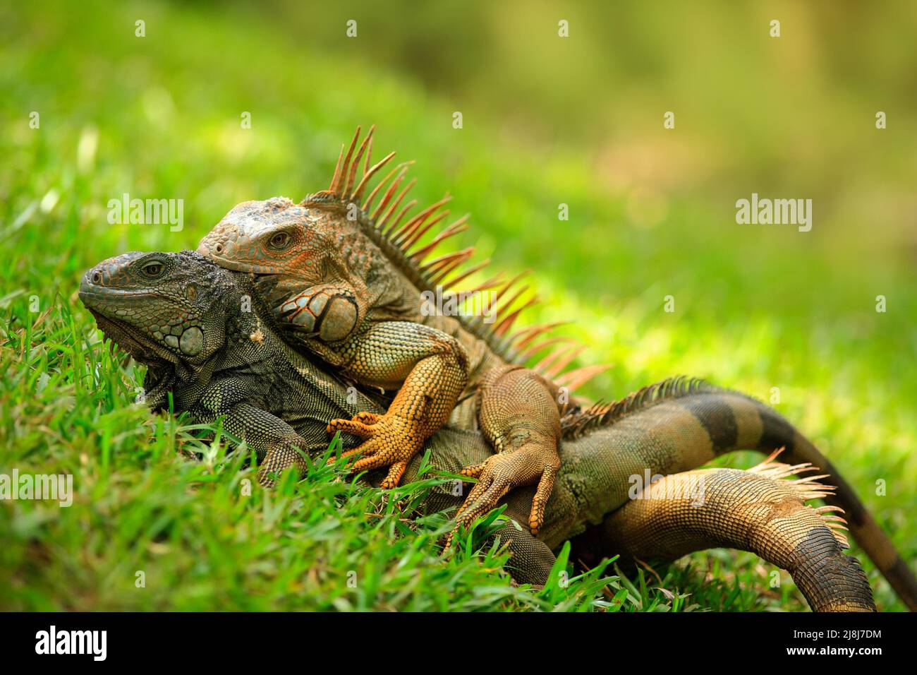 Pair of Reptiles, orange iguana, Ctenosaura similis, male and female sitting on black stone, chewing to head, animal in the nature habitat, wildlife, Stock Photo