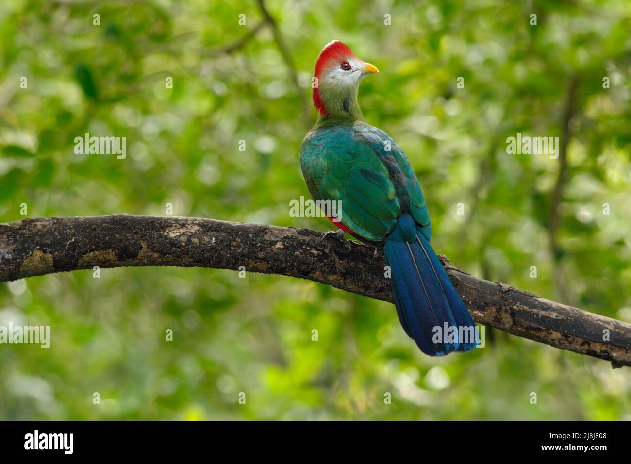 Red-Crested Turaco, Tauraco erythrolophus, rare coloured green bird with red head, in nature habitat. Turaco sitting on the branch, Angola, Africa. Bi Stock Photo