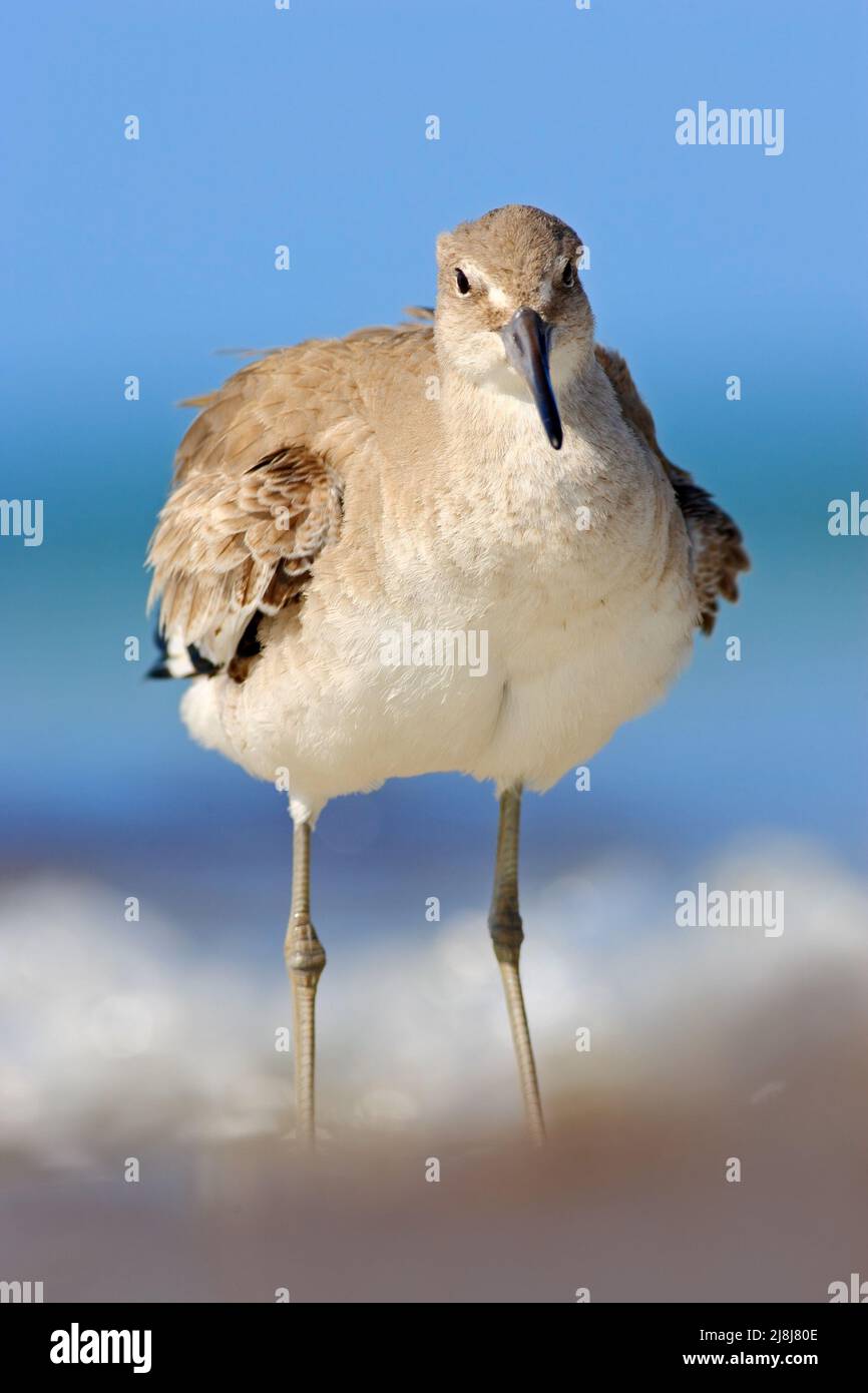 Willet, Catoptrophorus semipalmatus, sea water bird in the nature habitat. Animal on the ocean coast. Bird in the sand beach, beautiful bird from Flor Stock Photo