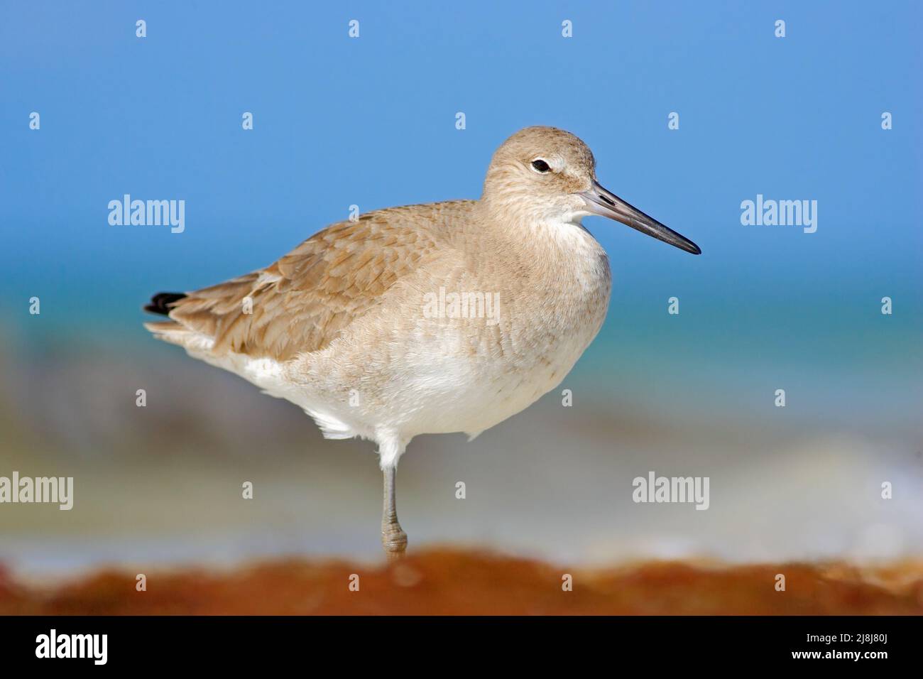 Shore bird Willet, sea water bird in the nature habitat. Animal on the ocean coast. White bird in the sand beach. Beautiful bird from Florida, USA. Bi Stock Photo