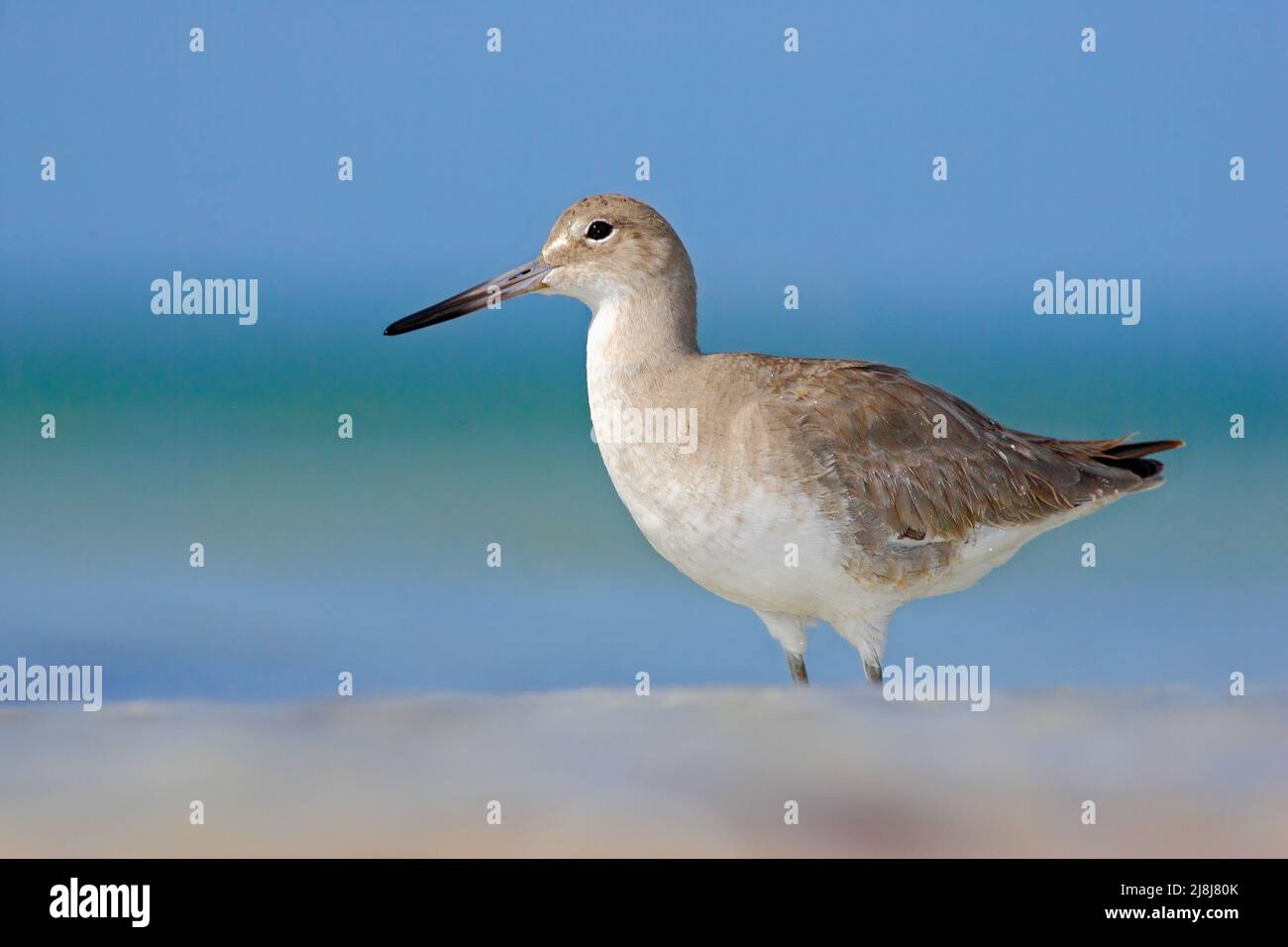 Animal on the ocean coast. White bird in the sand beach. Beautiful bird from Florida, USA. Bird with ocean wave. Blue surface with bird. Shore bird Wi Stock Photo
