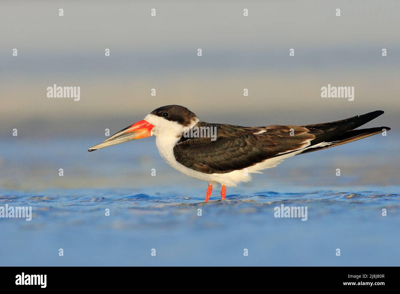 Black Skimmer, Rynchops niger, beautiful tern in the water. Black