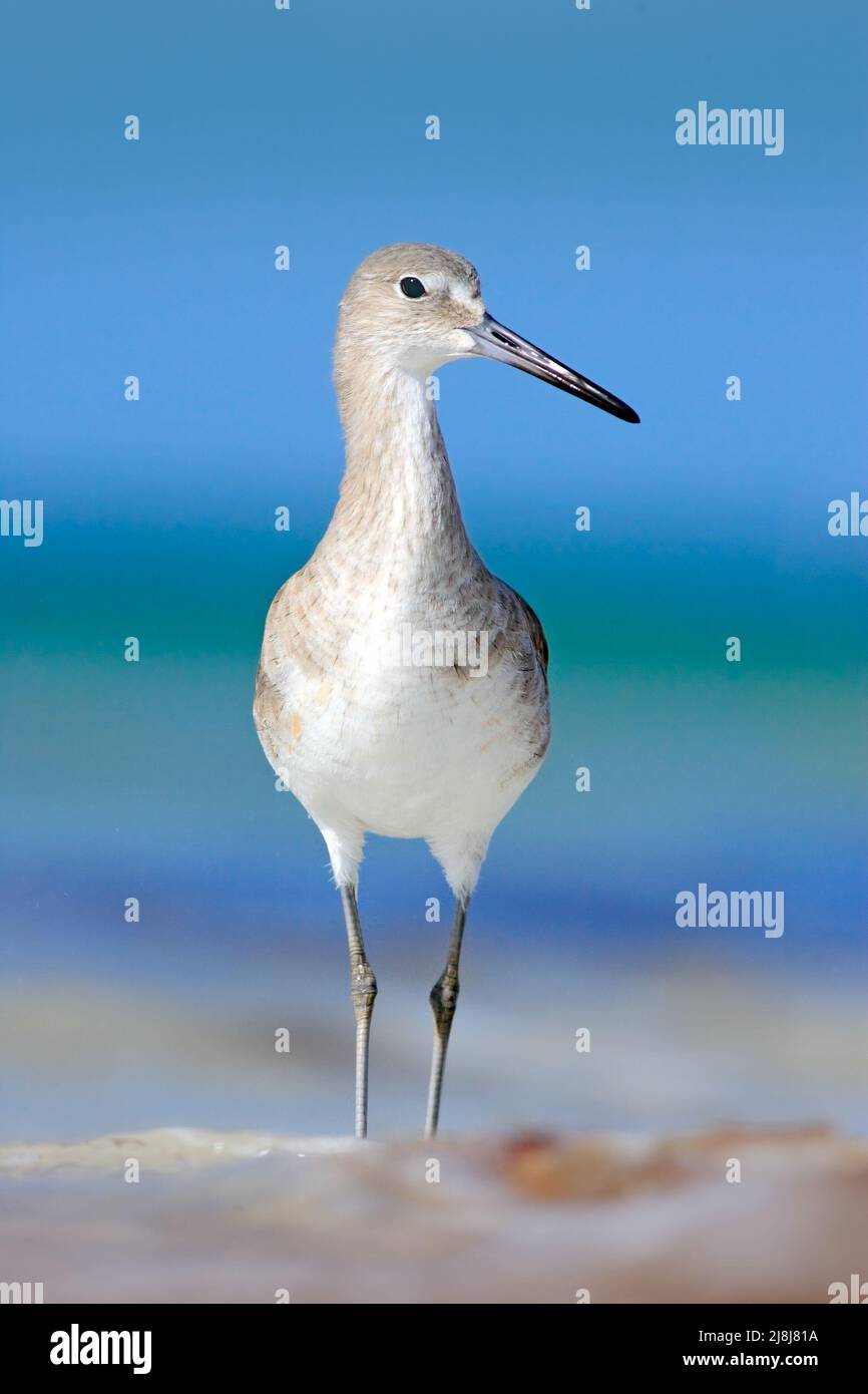 Bird in the water, blue sea surface. Willet, Catoptrophorus semipalmatus, sea water bird in the nature habitat. Animal on the ocean coast. Bird in the Stock Photo