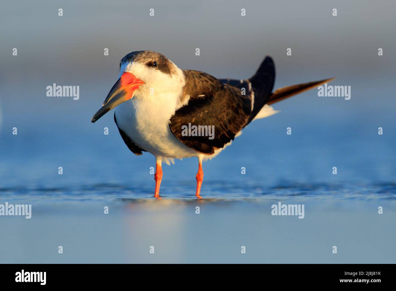 Black Skimmer in the Florida coast, USA. Bird in the nature sea habitat