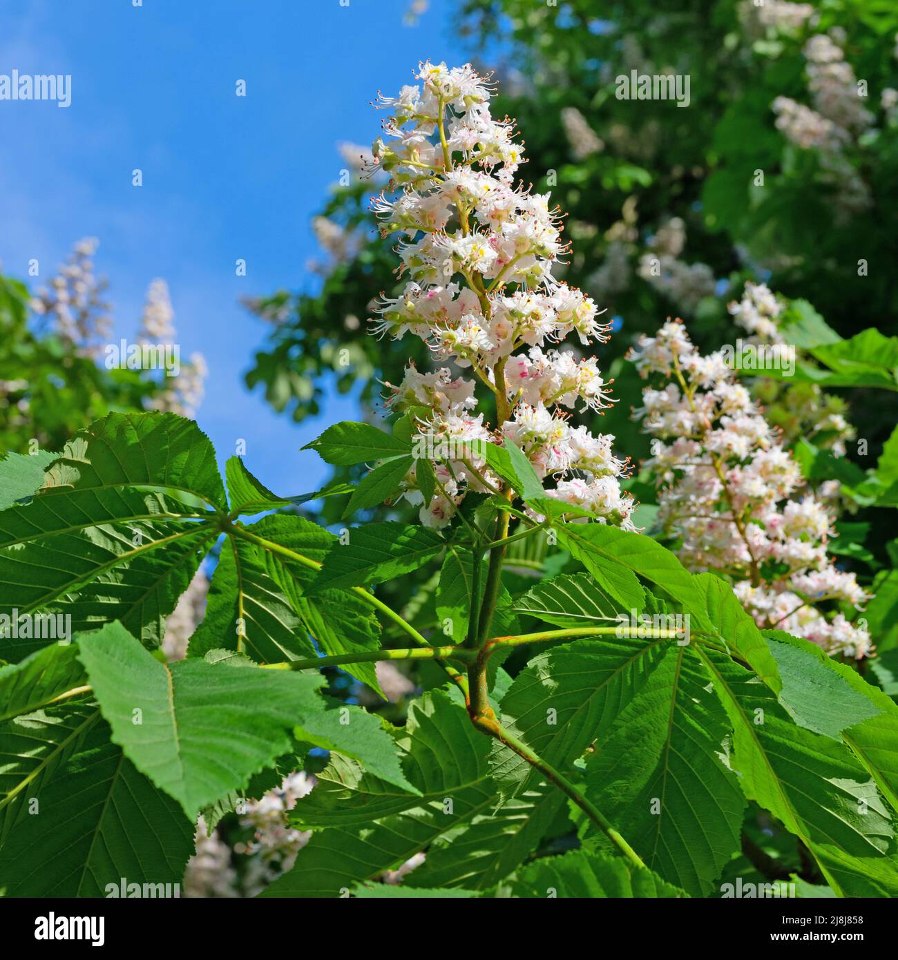 Blooming chestnut tree hi-res stock photography and images - Alamy