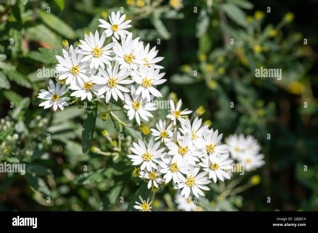 Snowy daisy shrub hi-res stock photography and images - Alamy