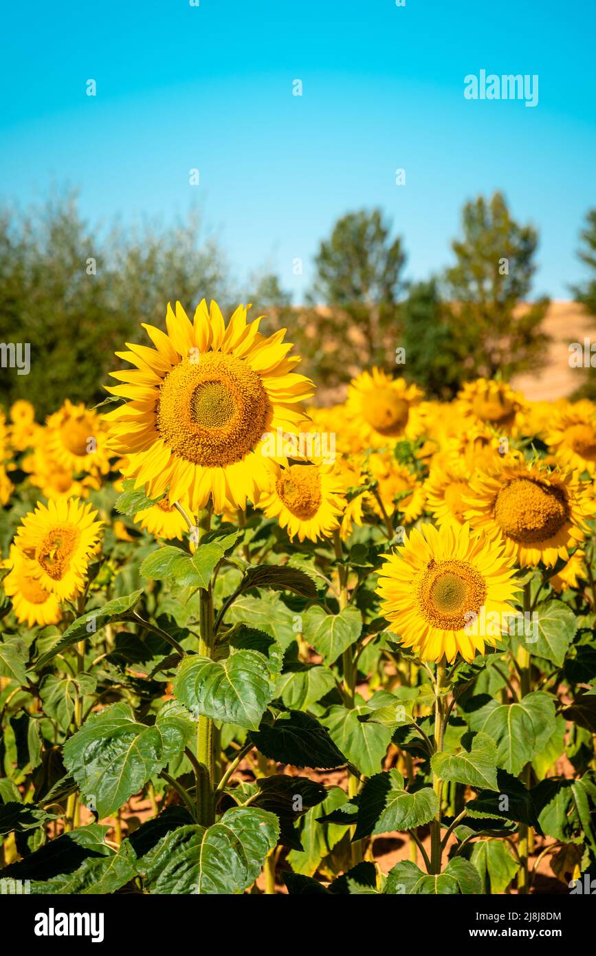 Summer sunflower field and blue sky. Sunflower natural background. La Bureba, Burgos, Spain Stock Photo