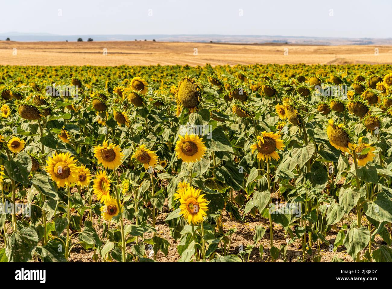 Summer sunflower field and blue sky. Sunflower natural background. La Bureba, Burgos, Spain Stock Photo
