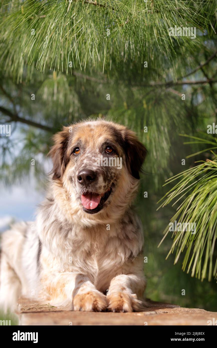 Big fluffy mixed breed cute friendly dog lying down, pine tree ...