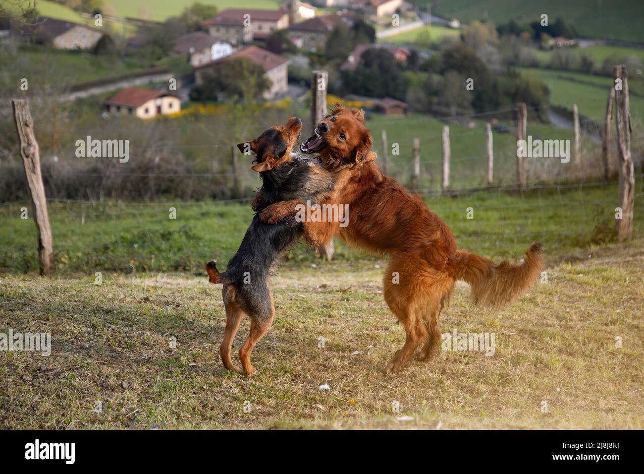 brown basque shepherd puppies and black bodeguero puppies playing in the garden at home with the village in the background at dawn. Animal portrait. Stock Photo