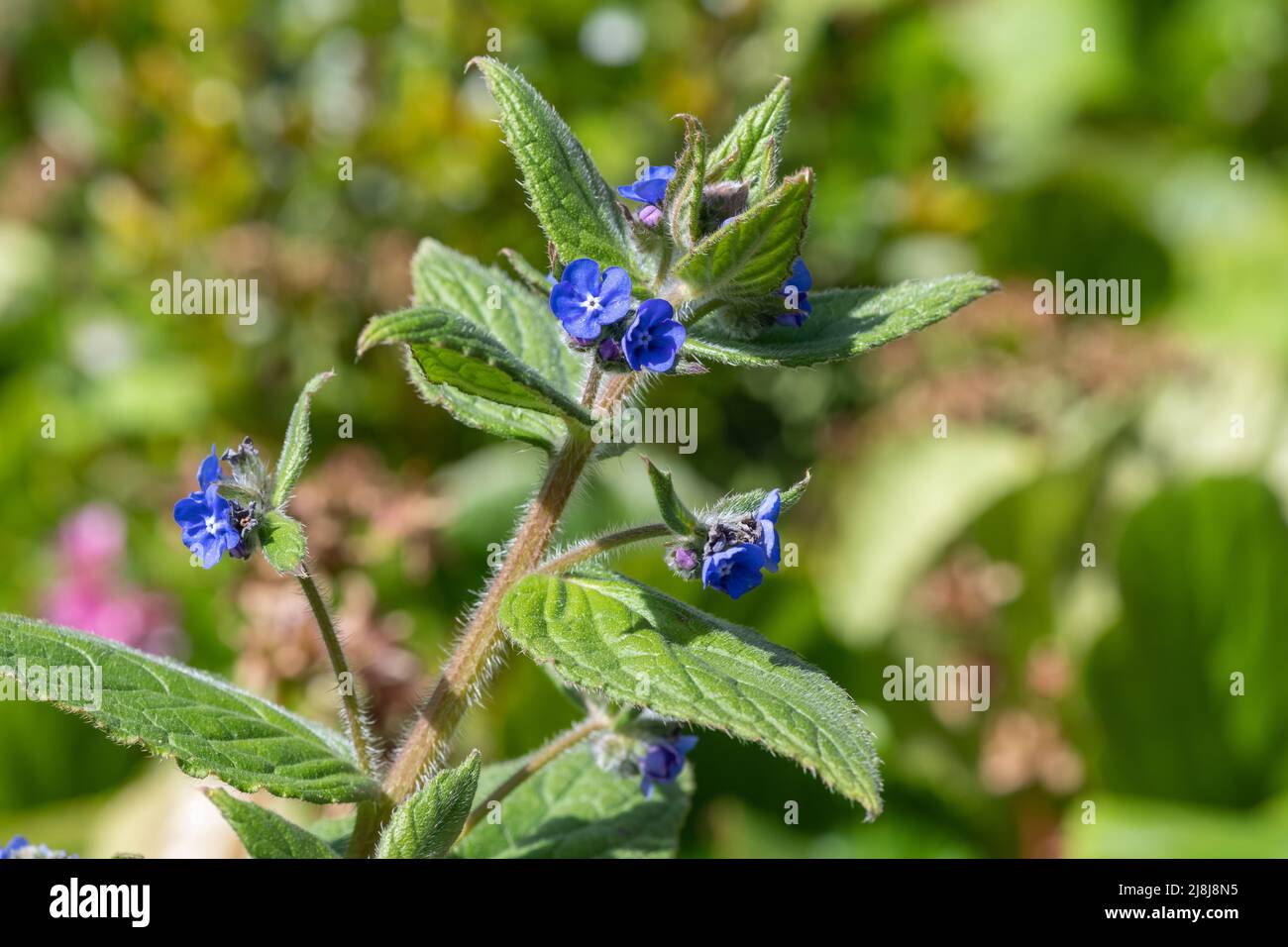 Close up of a green alkanet (pentaglottis sempervirens) plant Stock ...