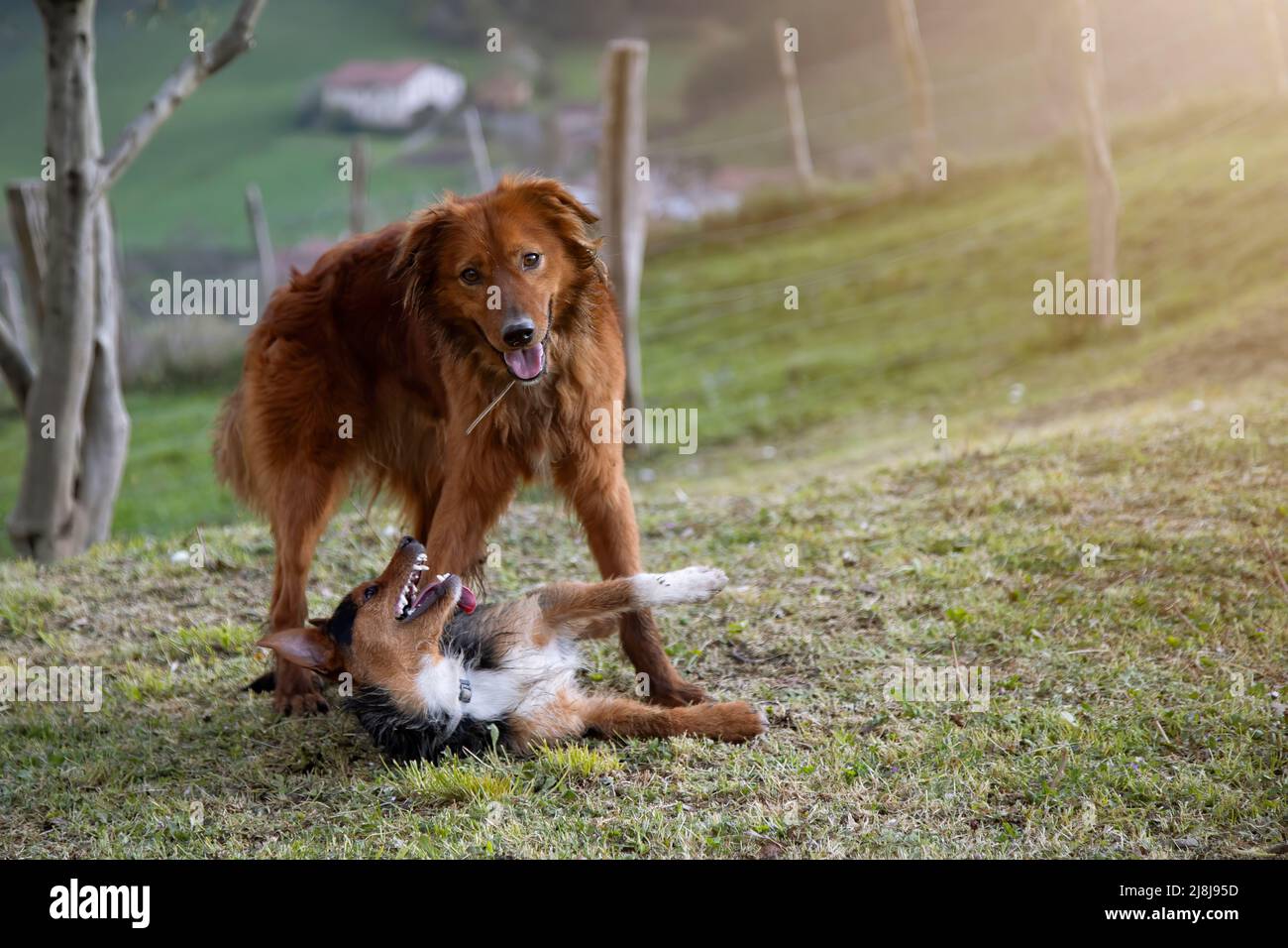 portrait of two puppies playing in the garden, smiling. The Basque ...
