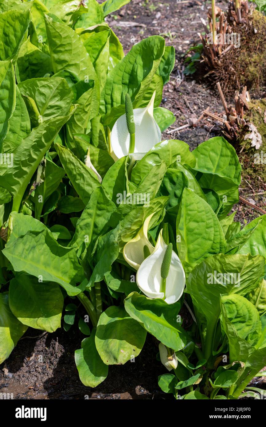 Close up of white skunk cabbage (lysichiton camtschatensis) plants in bloom Stock Photo