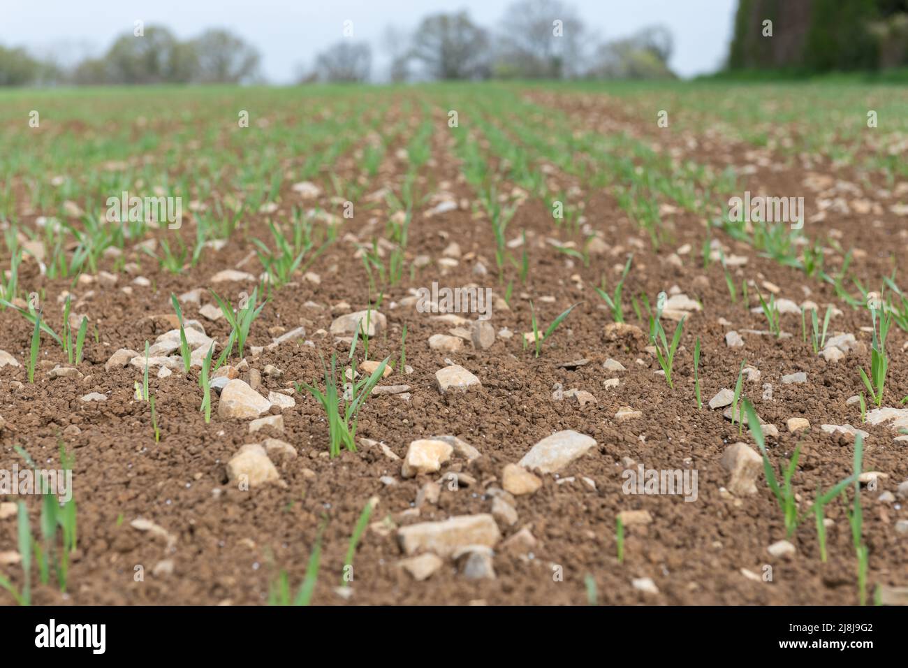 Spring barley at post emergence (hordeum vulgare) growing in a field
