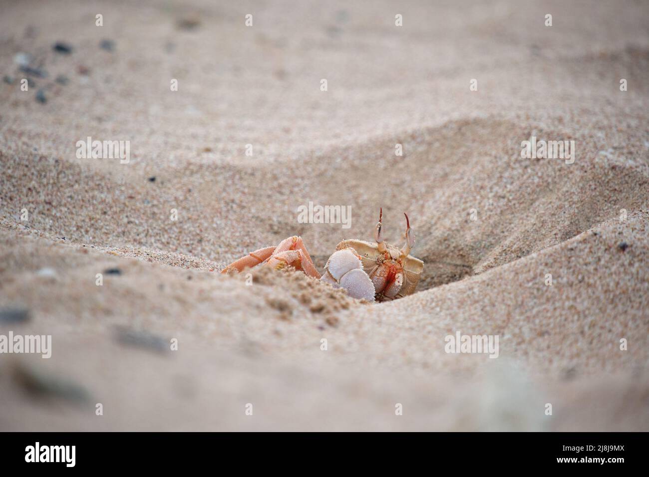 Close up of wild crab hiding in sand hole on sea beach Stock Photo - Alamy