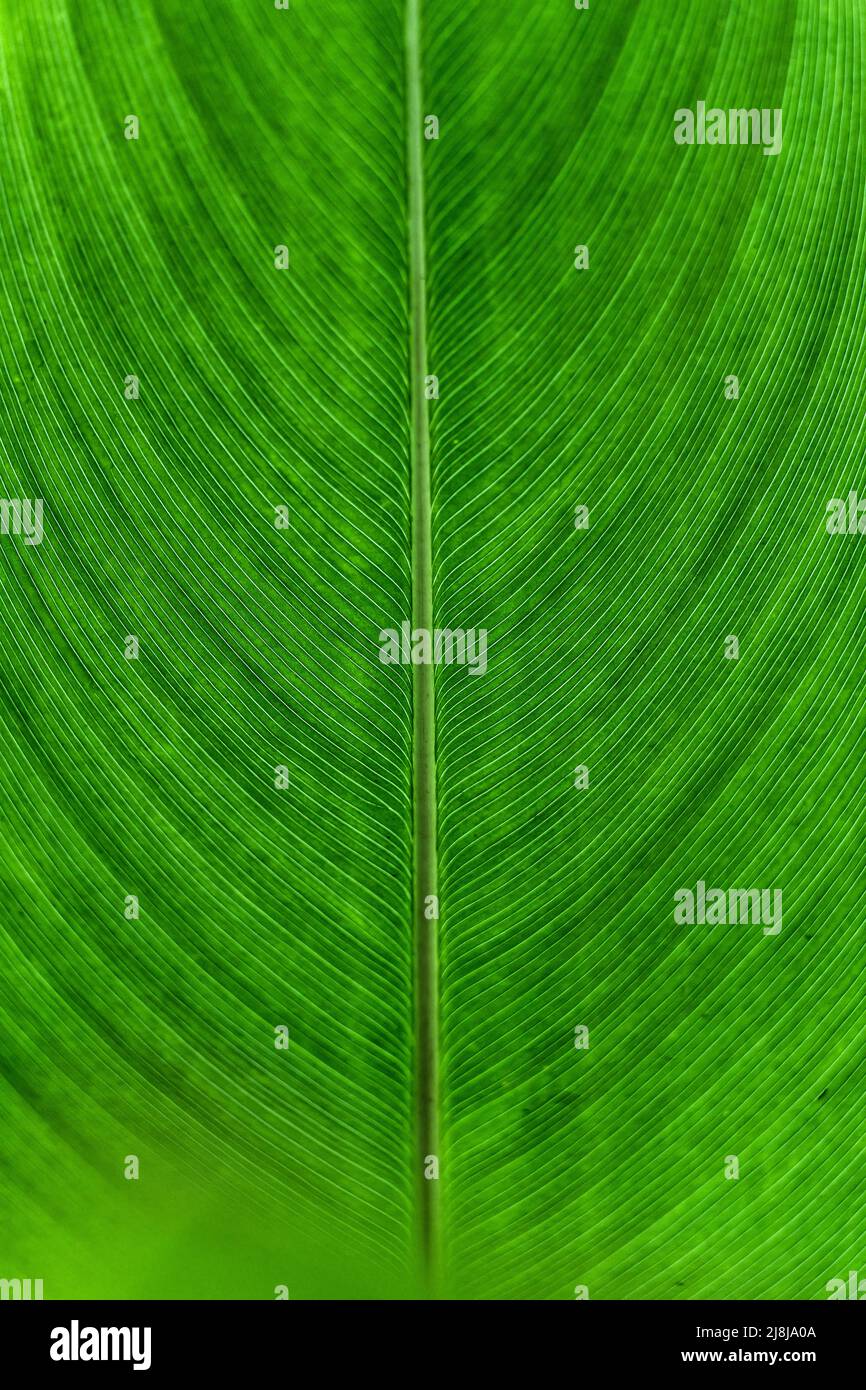 Macro of symmetry vein texture green leaf of monocot plant natural background Stock Photo