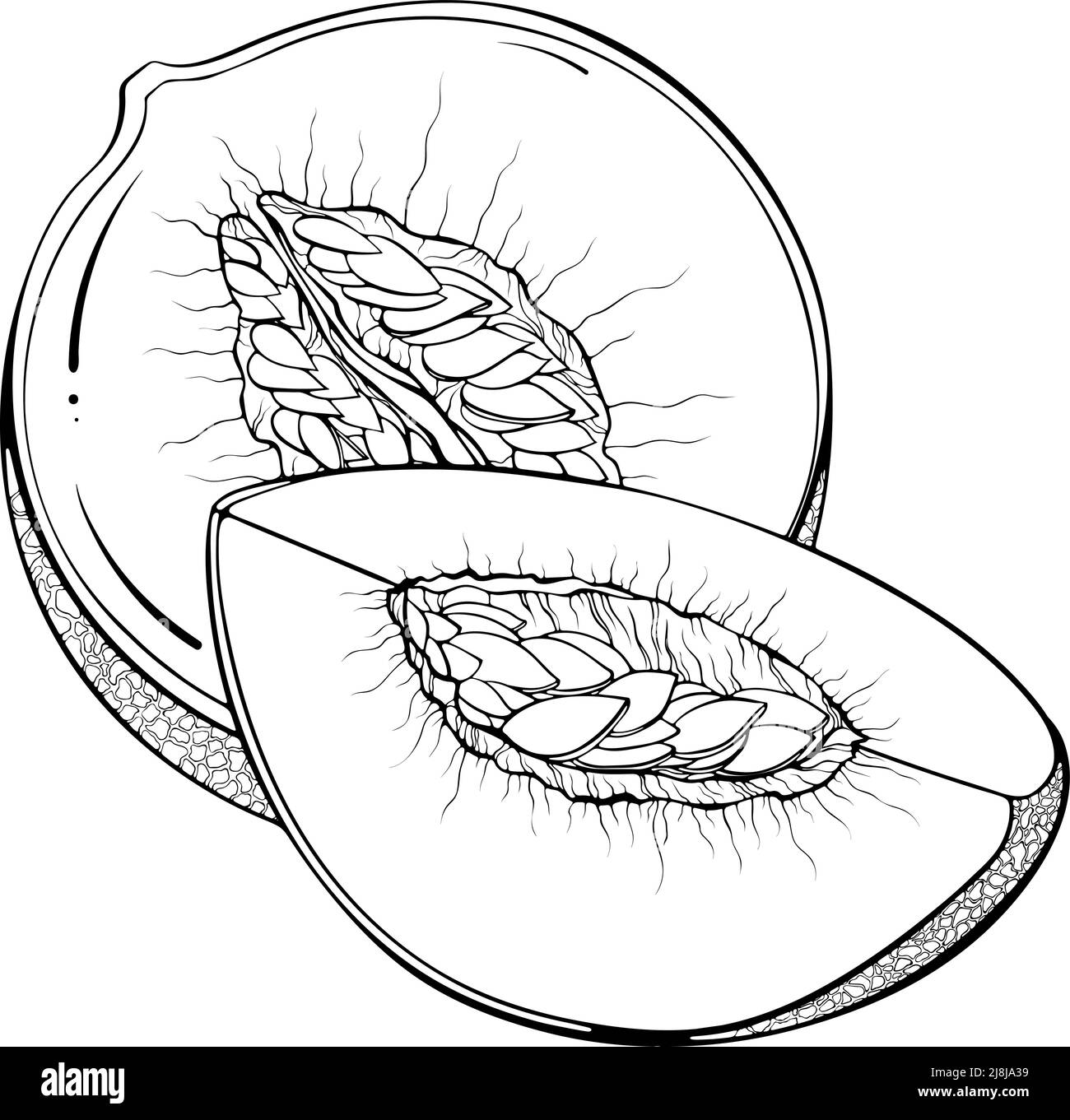 Cartoon melon Black and White Stock Photos \u0026 Images - Page 2 - Alamy, image size:1300x1361