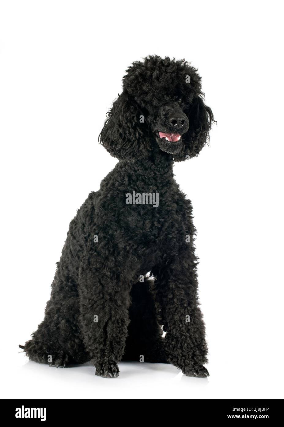 black poodle in front of white background Stock Photo - Alamy