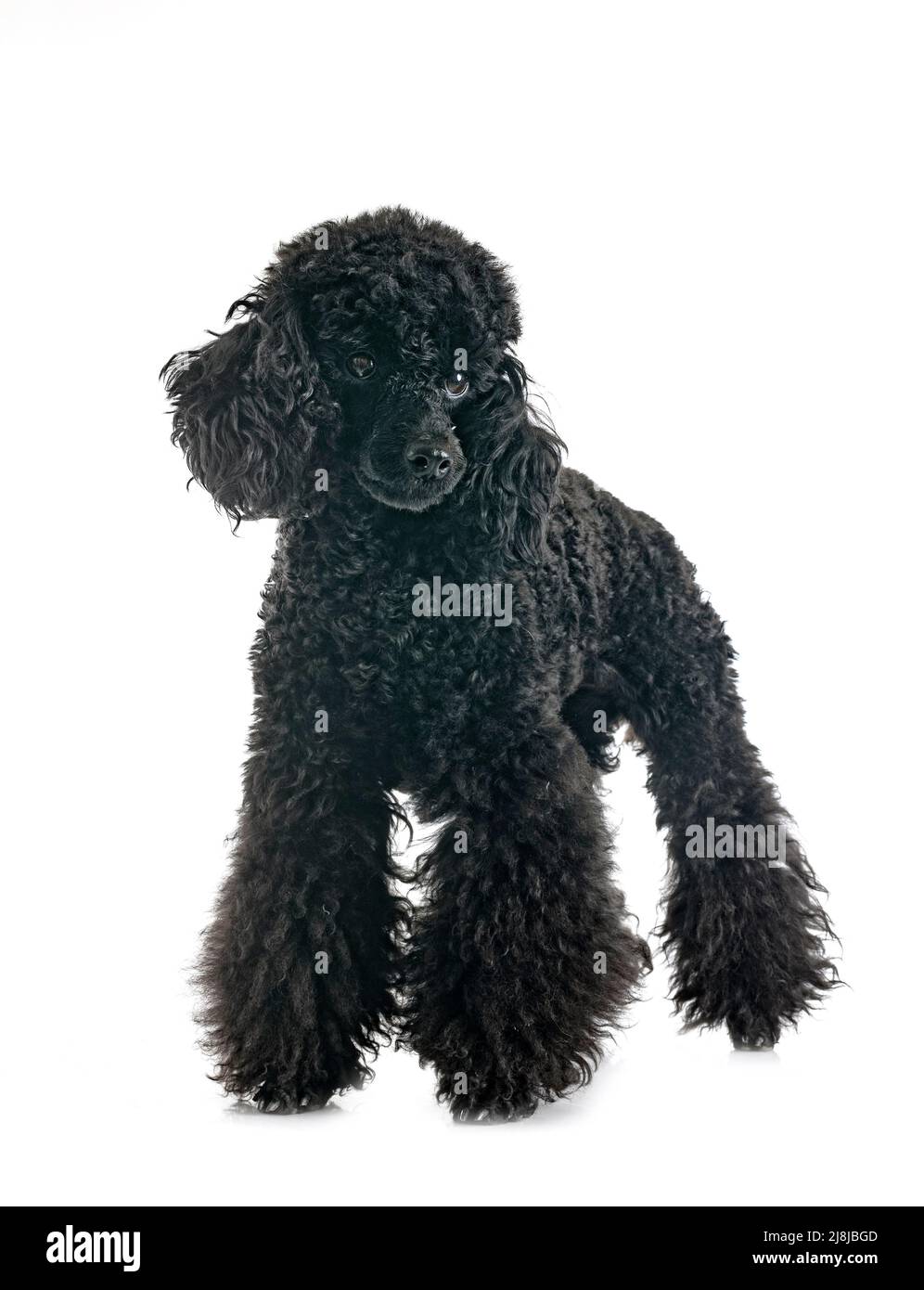 black poodle in front of white background Stock Photo - Alamy