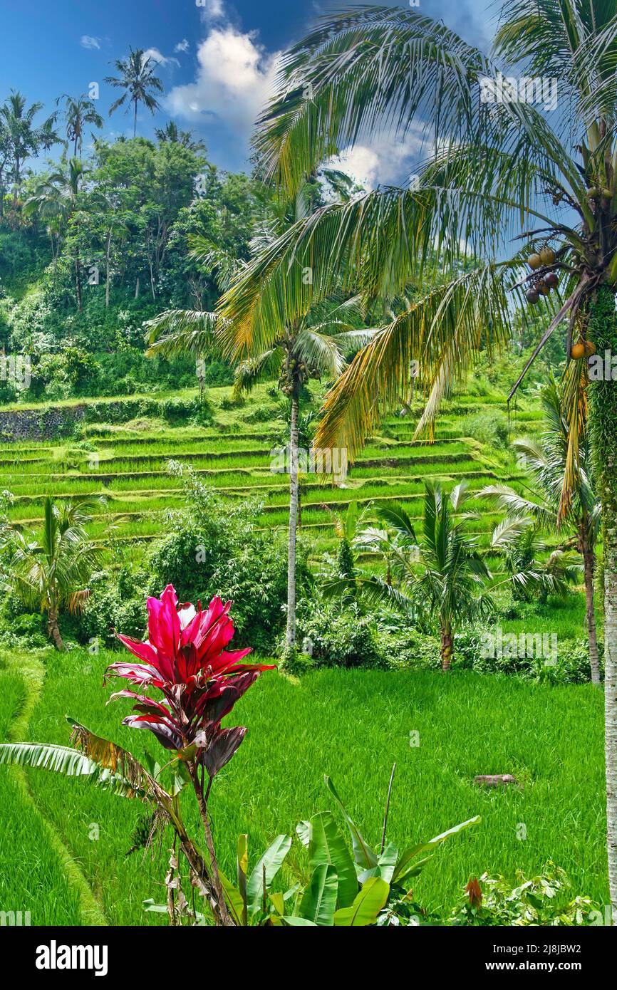 Beautiful asian balinese valley landscape, green rice terraces, forest, palm tree, red cordyline plant - Bali, Indonesia Stock Photo